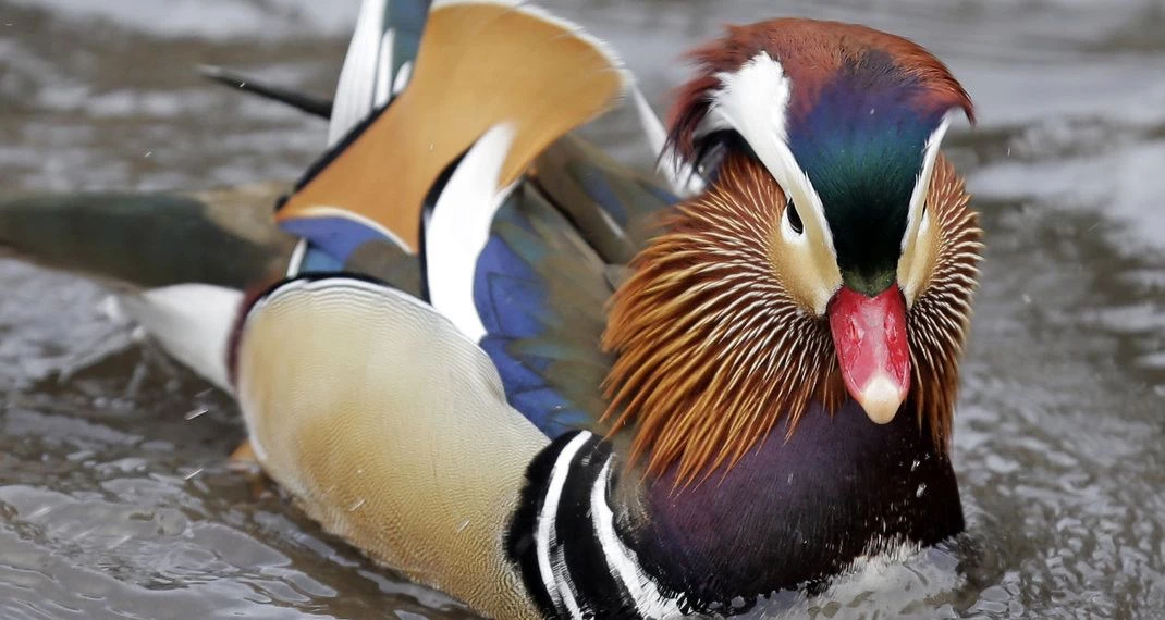 Η πολύχρωμη πάπια που σουλατσάρει στα νερά του Central Park και ξετρελαίνει τους Νεοϋορκέζους (εικόνες)